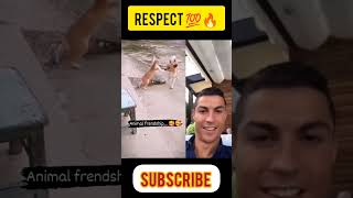 Ronaldo Reacts🙂On Animal's Love😘#shorts#short#youtube#ytshorts#memes#viral#trending$trend#subscribe.