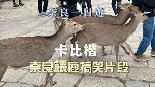 [奈良] 東大寺 餵鹿 搞笑實錄