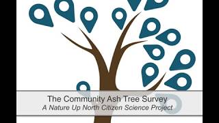 Emerald Ash Borer monitoring