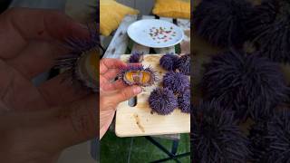 Sea Urchin Catch And Cook