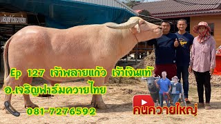 คนควายใหญ่ Ep 127 เจ้าพลายแก้ว  เจ้าเงินแท้ อ.เจริญฟาร์มควายไทย 081-7276592