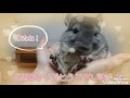 【チンチラ】発情期に暴れまくるチンチラ　cute chinchilla 친칠라