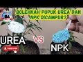 BOLEHKAH PUPUK UREA & NPK DICAMPUR?||DUNSAKA#177