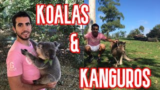 COGEMOS UN KOALA Y VEMOS MÁS KANGUROS EN UN SANTUARIO