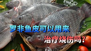 入侵生物罗非鱼，不仅好吃，还在烧伤领域闪闪发光！【小豆知】