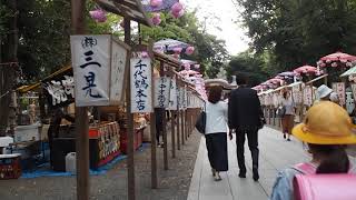 府中　大國魂神社　秋季祭　くり祭　宵宮　2019/9/27  5