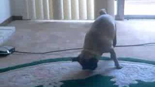 pug scratching butt on floor