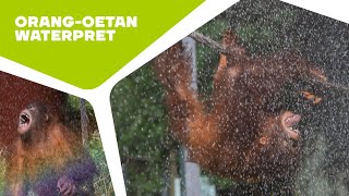 🦧 AFKOELEN OP EEN WARME DAG MET DE ORANG-OETANS | Waterpret in de dierentuin