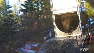 Grizzly Bear Release | Montana Fish, Wildlife \u0026 Parks