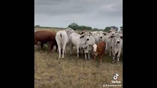 Big Brahman Heifers exposed since November Horned Hereford Bull