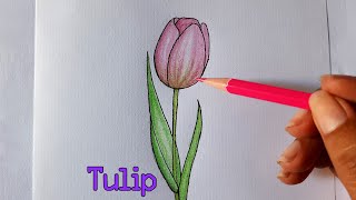 How to draw Tulip #shorts/ sinoun drawing