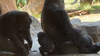 パパに隠れようと思ったスモモちゃん【‎2023‎年‎10‎月‎7日】【上野動物園】ゴリラ