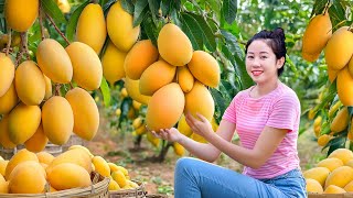 Harvesting Golden Mango Queen Hybrid CA SOAI Fruit Go To Market Sell| Harvesting Farm Produce