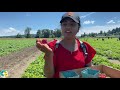 🍓picking farm fresh organic strawberry கிராமம் பண்ணை நிலம் must visit village usa tamil vlog