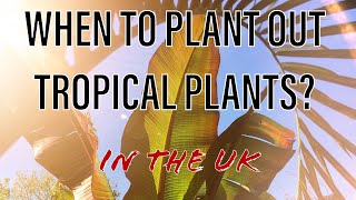 When to plant out Summer Tropical Plants in UK Gardens...