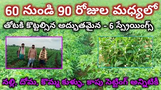 6 అద్భుతమైన స్ప్రే యింగ్స్|| 60 నుండి 90 రోజుల మధ్యలో|| దోమ, నల్లి, విపరీతమైన కాపు సెట్టింగ్,తెగుళ్ళ