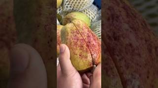 Guava fresh cutting skills #fruit #guava #trending