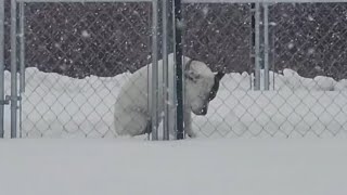 The Dog Shivered Badly, Waiting In Heavy Snow After Its Owner Abandoned And Said, Stay Right Here.