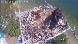 Pink Shell Osprey Cam ~ Returning The Baby Osprey Back To The Nest, March 25, 2018