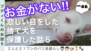 【捨て犬】悲しい目をした捨て犬を保護した話⑤〜お金がない‼️💸〜【#46】#捨て犬 #犬多頭飼い #バリ島