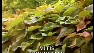 Gardeners' World @ Geoff Hamilton @ From The Old Rectory 1987 1