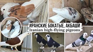 ⭐️ Акбаши, бокатые, мраморные | Голуби Ирана | Iranian high-flying pigeons