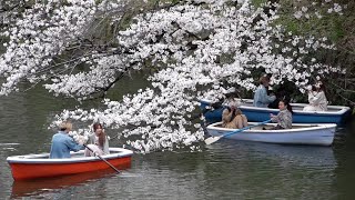 東京で桜満開