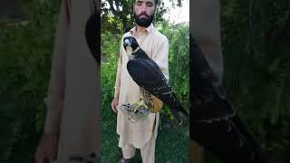 Black Shaheen Falcon: What a beauty