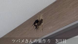 ツバメさんの巣作り　3日目