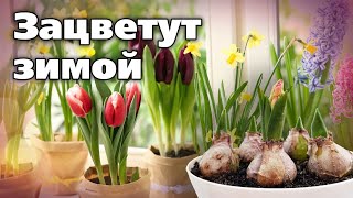 Выгонка луковичных. Испытание нового субстрата