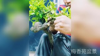 老师傅制作极品金弹子盆景一盆，上盆修剪造型，婀娜多姿！