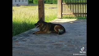 Pique German Shepherd