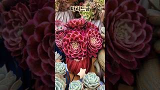 #다육 #식집사 #윤자매 #반려식물 #succulent #원예치료 #식물 #취미 #힐링 #beforeandafter