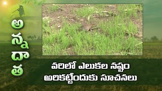 Rat Problem in Paddy Fields