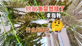 小池塘的鳑鲏鱼一夜之间就飘了很多，什么原因？求指教