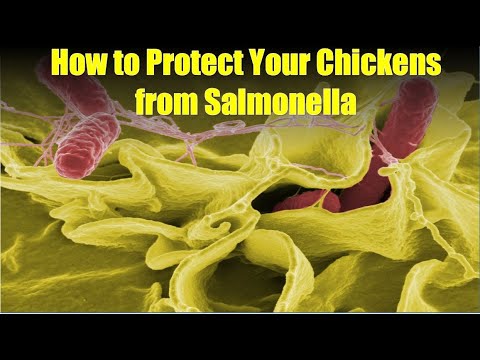 Best Way To Prevent Salmonella In Your Chickens - YouTube