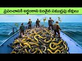 most unique Amazing Sea Creatures You've Never Seen Before | facts in telugu | telugu news | top 10