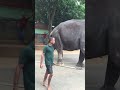 Stop 🛑 ✋ elephant 🐘 crossing