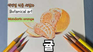 초보자를 위한 색연필로 그리는 귤 / Drawing a Mandarin orange with Colored Pencils for Beginners