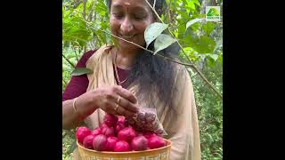 മഹ്‌കോട്ട ദേവ  കൃഷിയിൽ മികച്ച നേട്ടവുമായി ഈ വീട്ടമ്മ Mahkota Dewa Farming Kerala, Praseena Konni