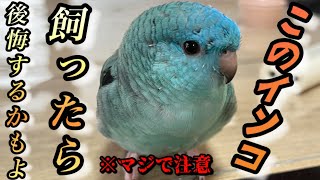 【閲覧注意】インコをお迎えする前に見ていただきたい動画ですがヤバイかも...