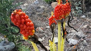 Yılan yastığı, yılan pıçağı, yılan dili, kabarcık otu, gavur pancarı, nivik, tirsik (Arum maculatum)