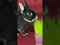 やみつきうさぎのニヤけ顔　 short rabbit bunny