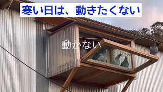 やる気のない鳩たち　舎外タイム