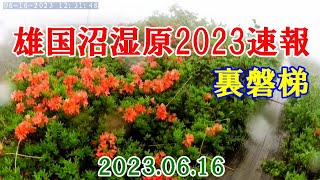 20230616雄国沼湿原2023速報