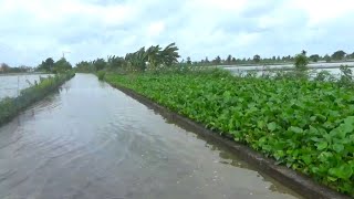 Banjir semakin besar! Ikan mas liar semakin melimpah, Ini surganya bagi para pemancing liar