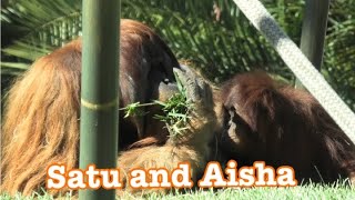 Orang-Utans 🎀 Dad Satu and Aisha 🎀 Karen is cute in her time🎀 San Diego zoo