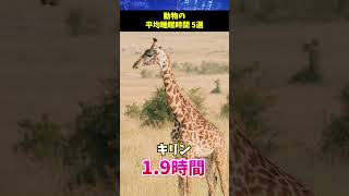 【キリンは〇〇！】動物の平均睡眠時間５選【動物の雑学】