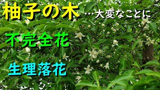 強剪定した柚子の木が大変なことになりました（不完全花と落花現象）