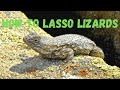 How to Lasso Lizards (How to Tie a Lizard Noose)